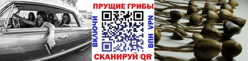 Галлюциногенные грибы Cubensis купить наркотики цена Сенгилей
